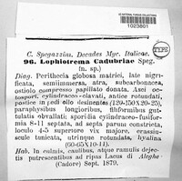 Image of Lophiotrema cadubriae